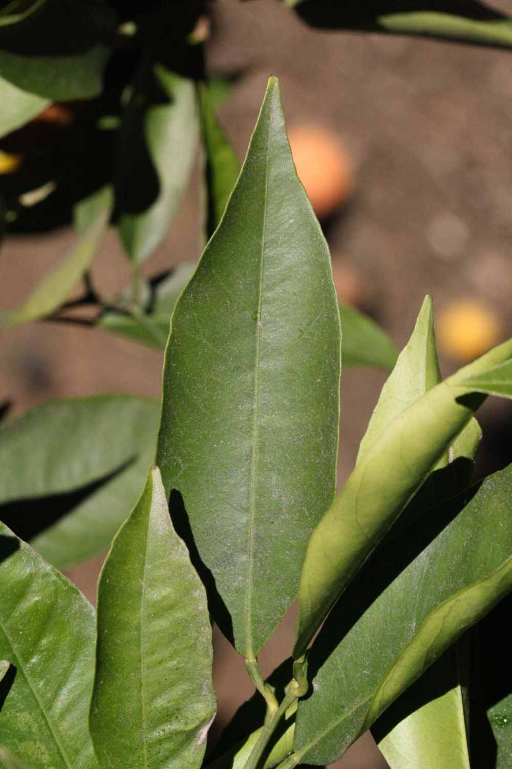              Unifoliolate leaf (Riverside, CA)       